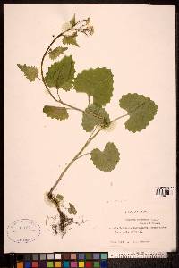 Alliaria petiolata image