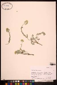 Alyssum americanum image