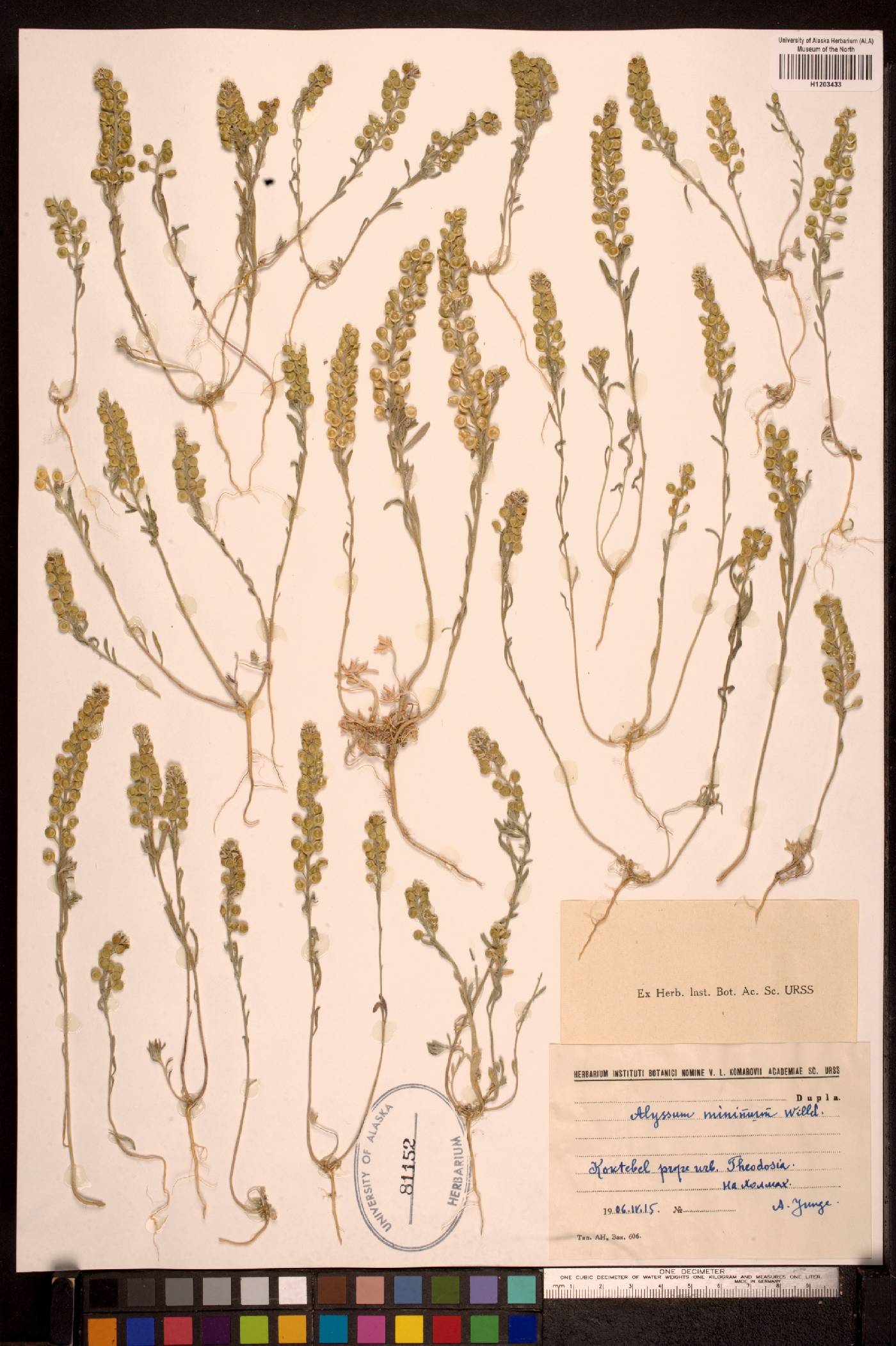 Alyssum turkestanicum image