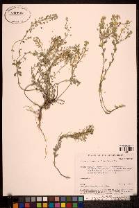 Alyssum obovatum image