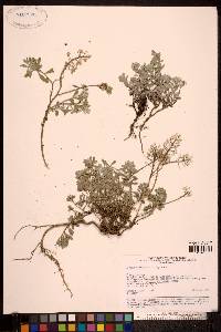 Alyssum obovatum image