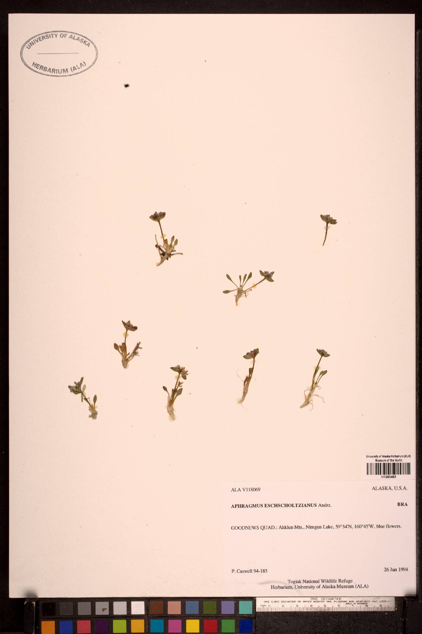 Aphragmus eschscholtzianus image