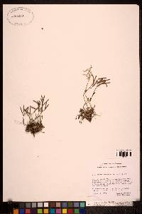 Arabis arenicola image