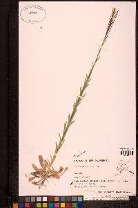 Boechera stricta image