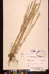 Arabis pycnocarpa image