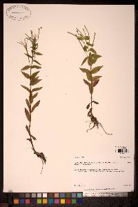 Epilobium hornemannii image