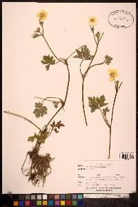 Ranunculus occidentalis image