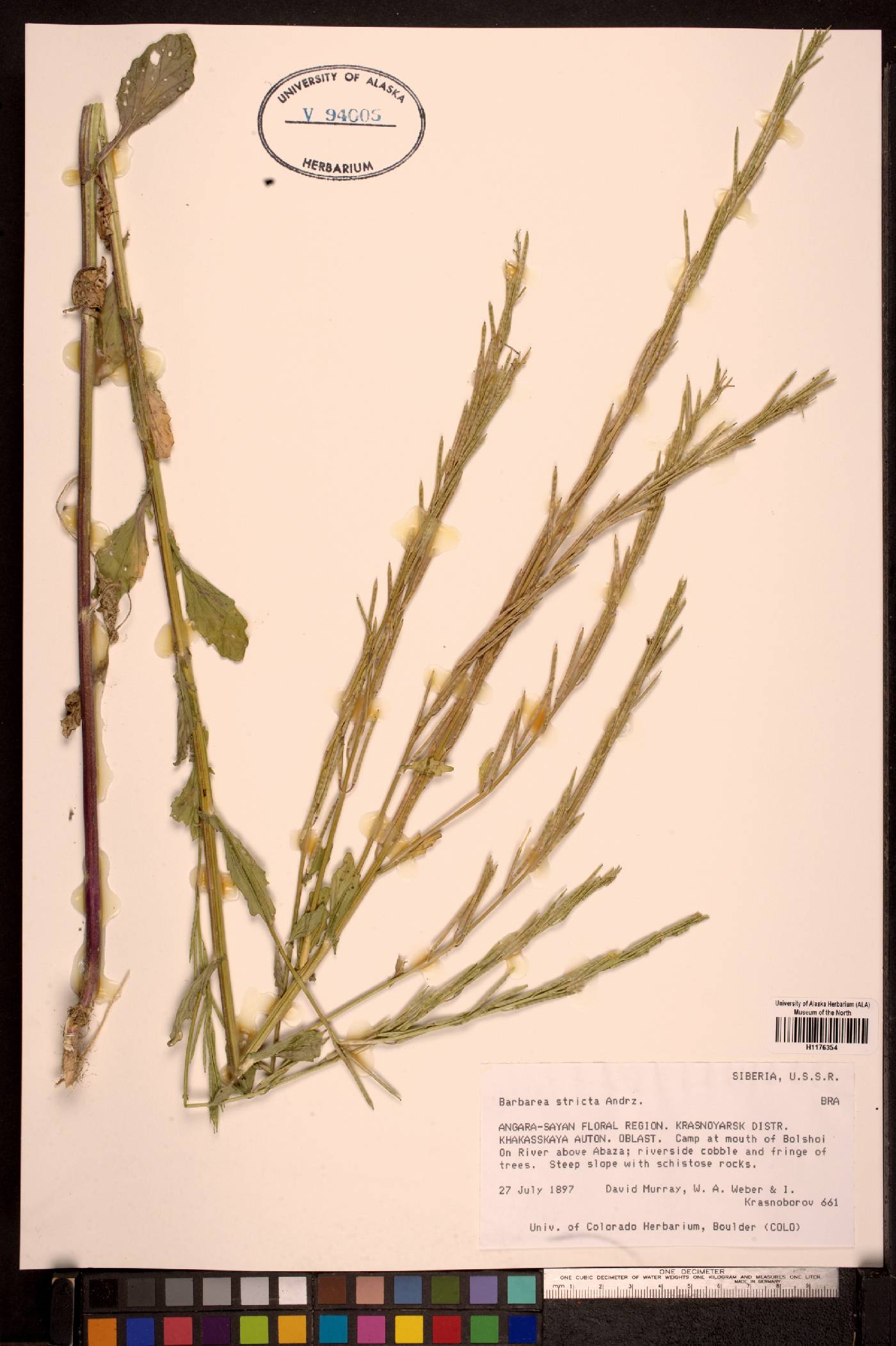 Barbarea stricta image