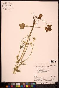 Ranunculus propinquus image