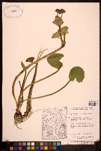 Caltha palustris image