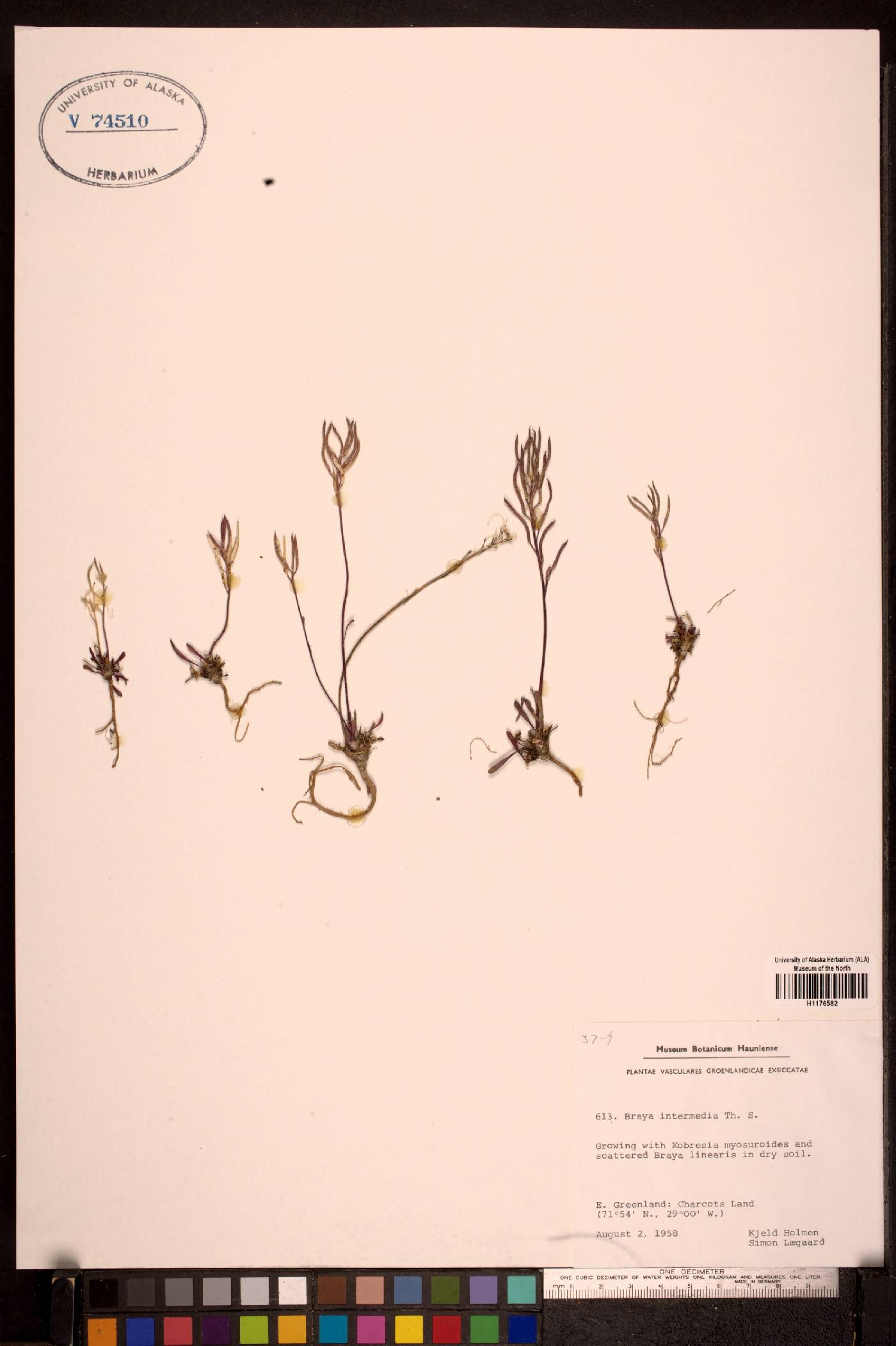 Braya intermedia image