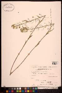 Camelina microcarpa image