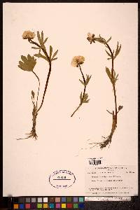 Ranunculus sulphureus image