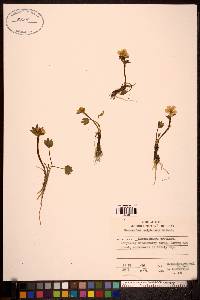 Ranunculus sulphureus image