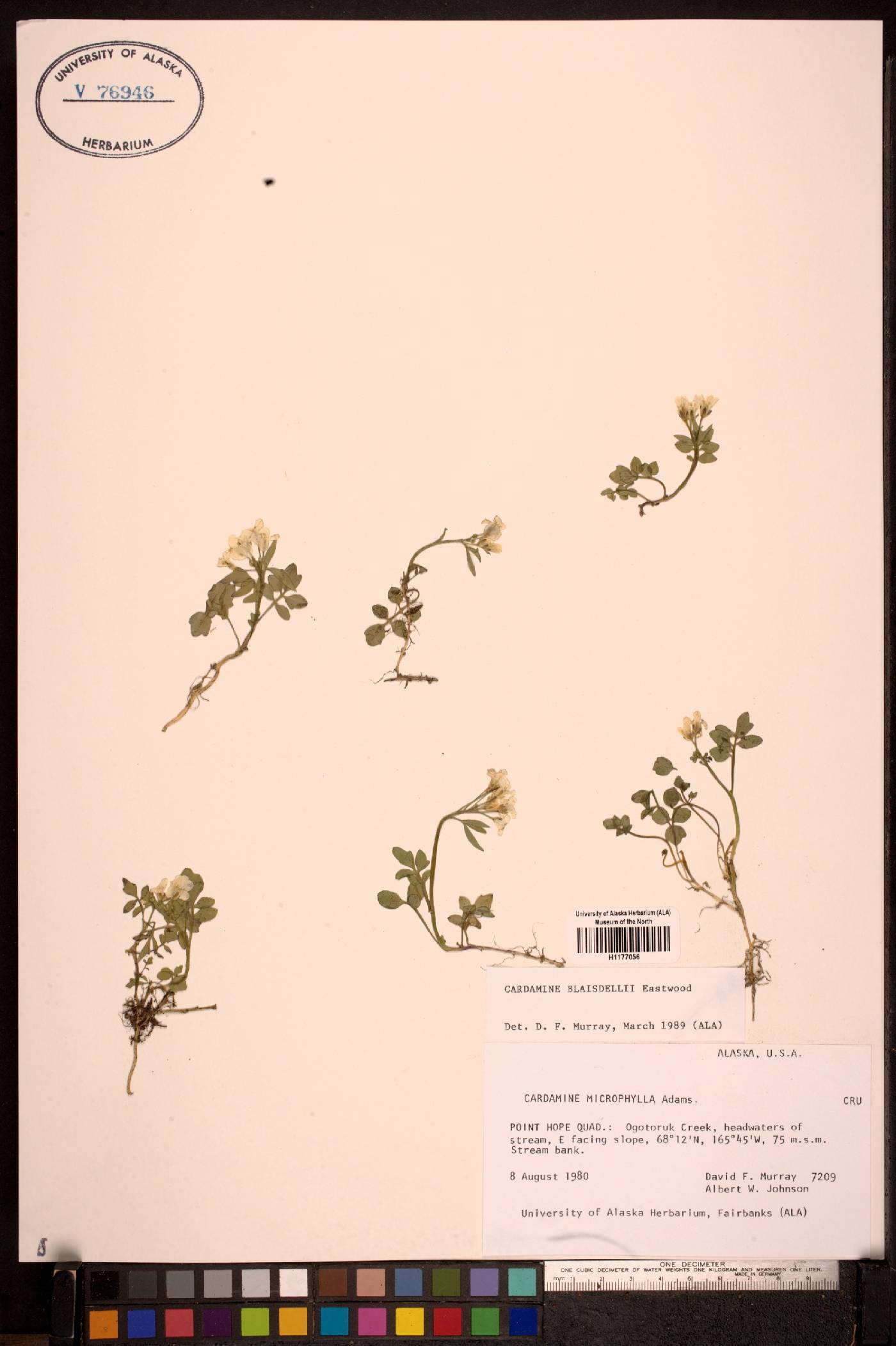 Cardamine blaisdellii image