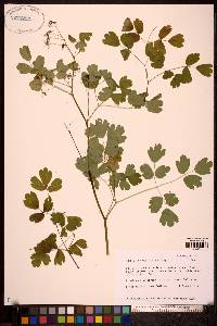 Thalictrum occidentale image