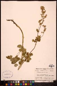 Thalictrum occidentale image