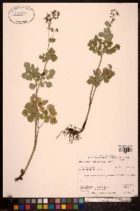 Thalictrum occidentale image