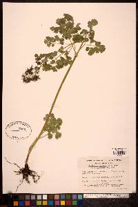 Thalictrum occidentale image