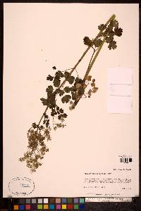 Thalictrum occidentale image