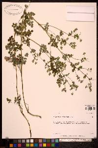Thalictrum sparsiflorum image