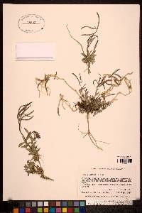 Arabis lemmonii image