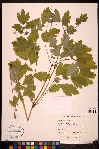 Chelidonium majus image