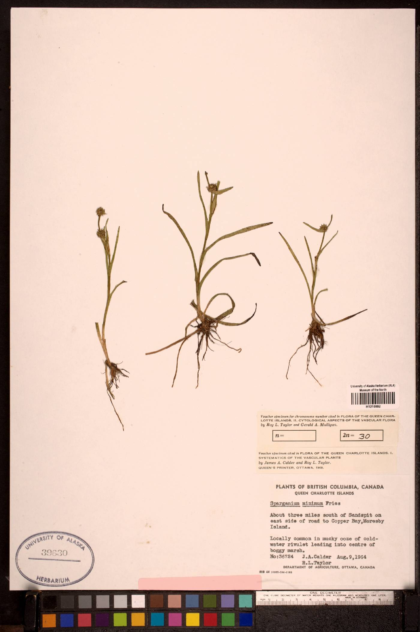 Sparganium natans image