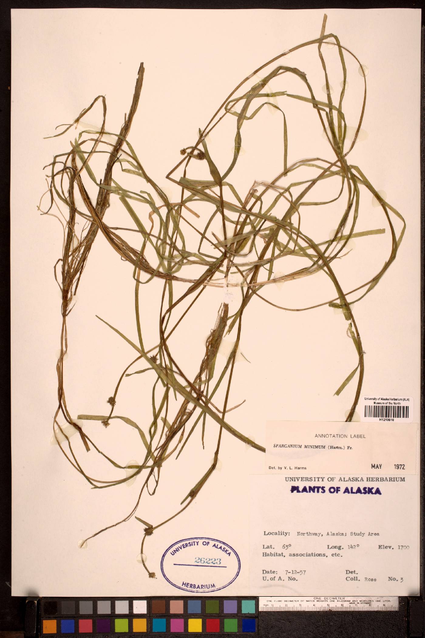 Sparganium natans image