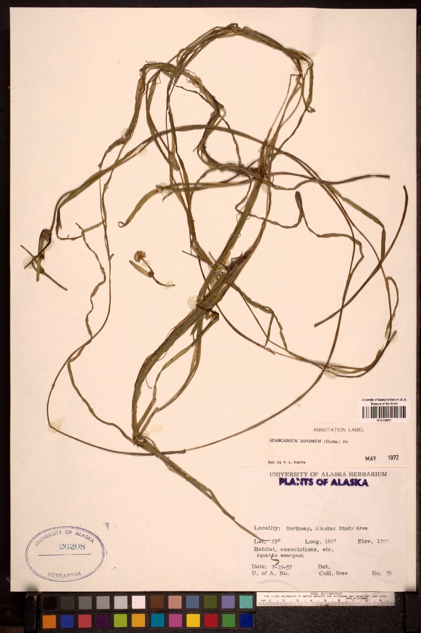 Sparganium natans image