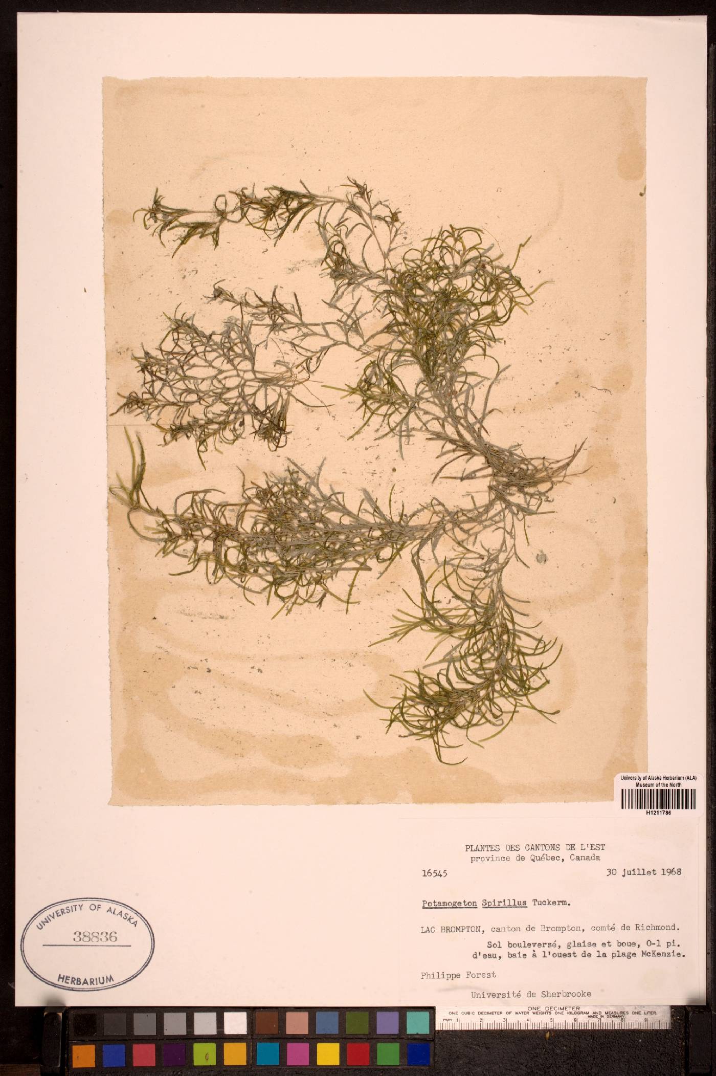 Potamogeton spirillus image