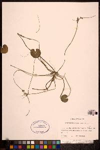 Hydrocharis morsus-ranae image