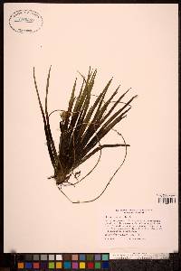 Stratiotes aloides image