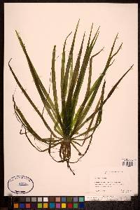 Stratiotes aloides image