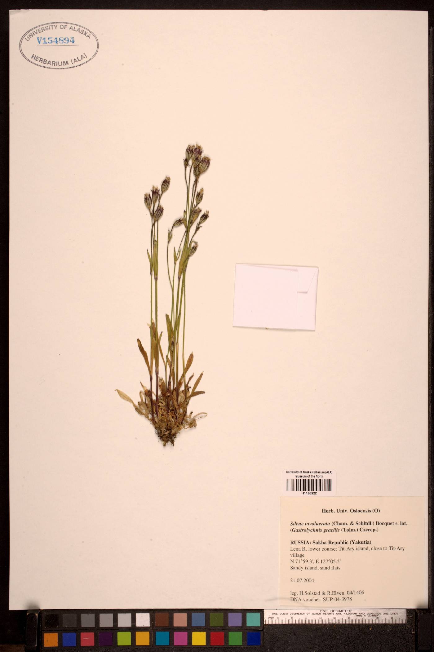 Silene involucrata subsp. involucrata image
