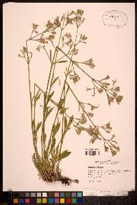 Silene nutans image