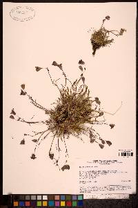 Silene stenophylla image