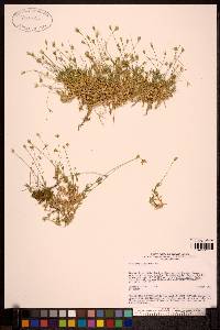 Stellaria fischeriana image