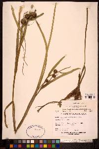 Sparganium angustifolium image