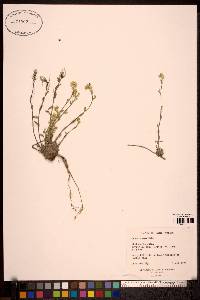 Draba aurea image