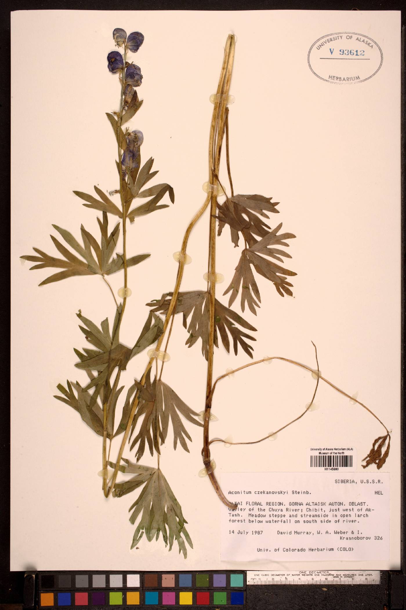 Aconitum baicalense image