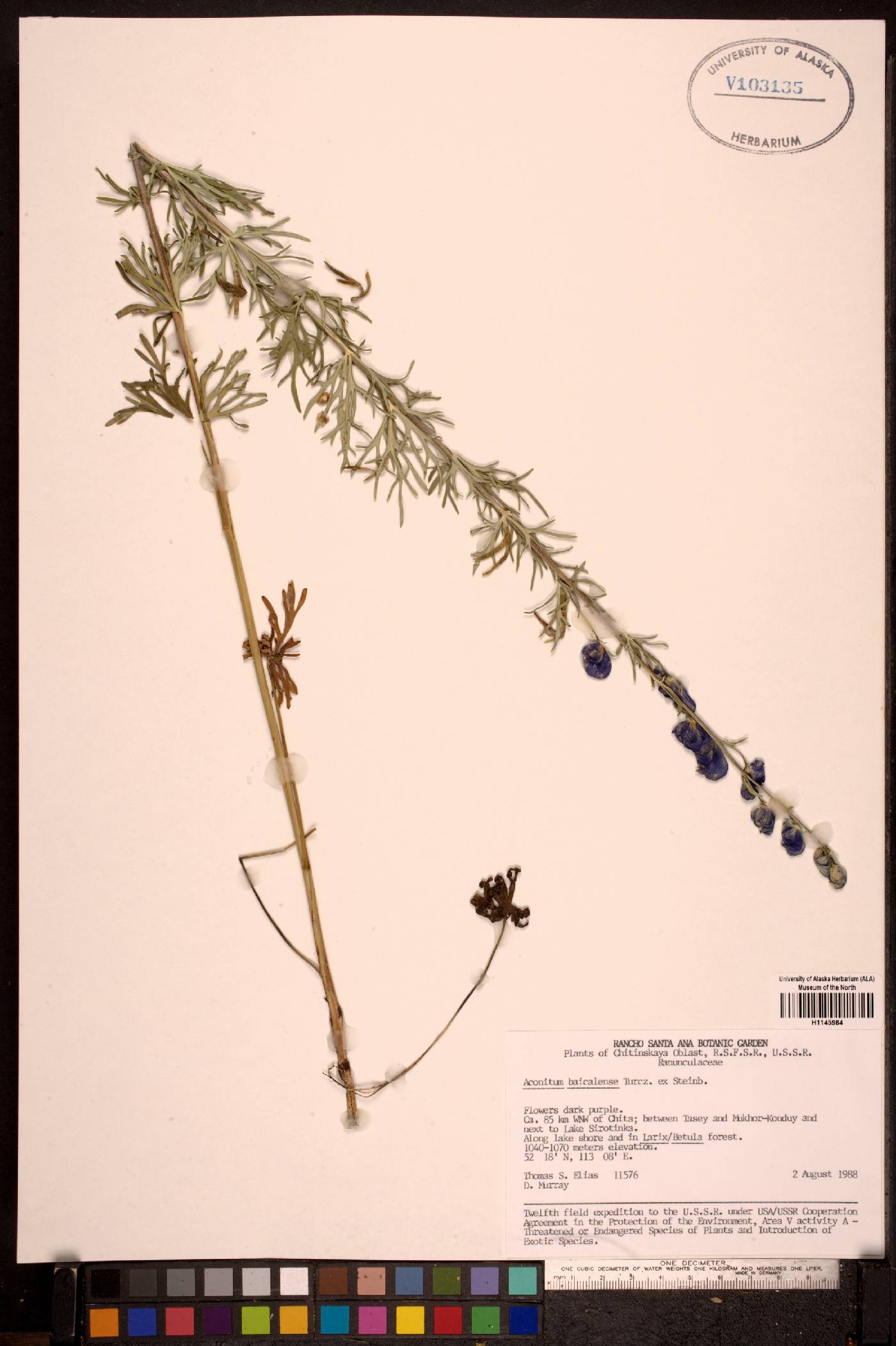 Aconitum baicalense image