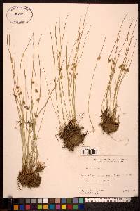 Juncus filiformis image