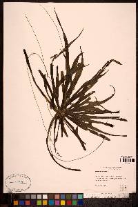 Stratiotes aloides image