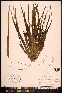 Stratiotes aloides image