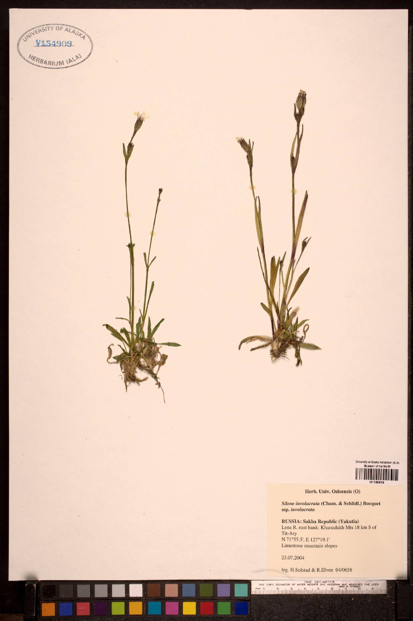 Silene involucrata subsp. involucrata image