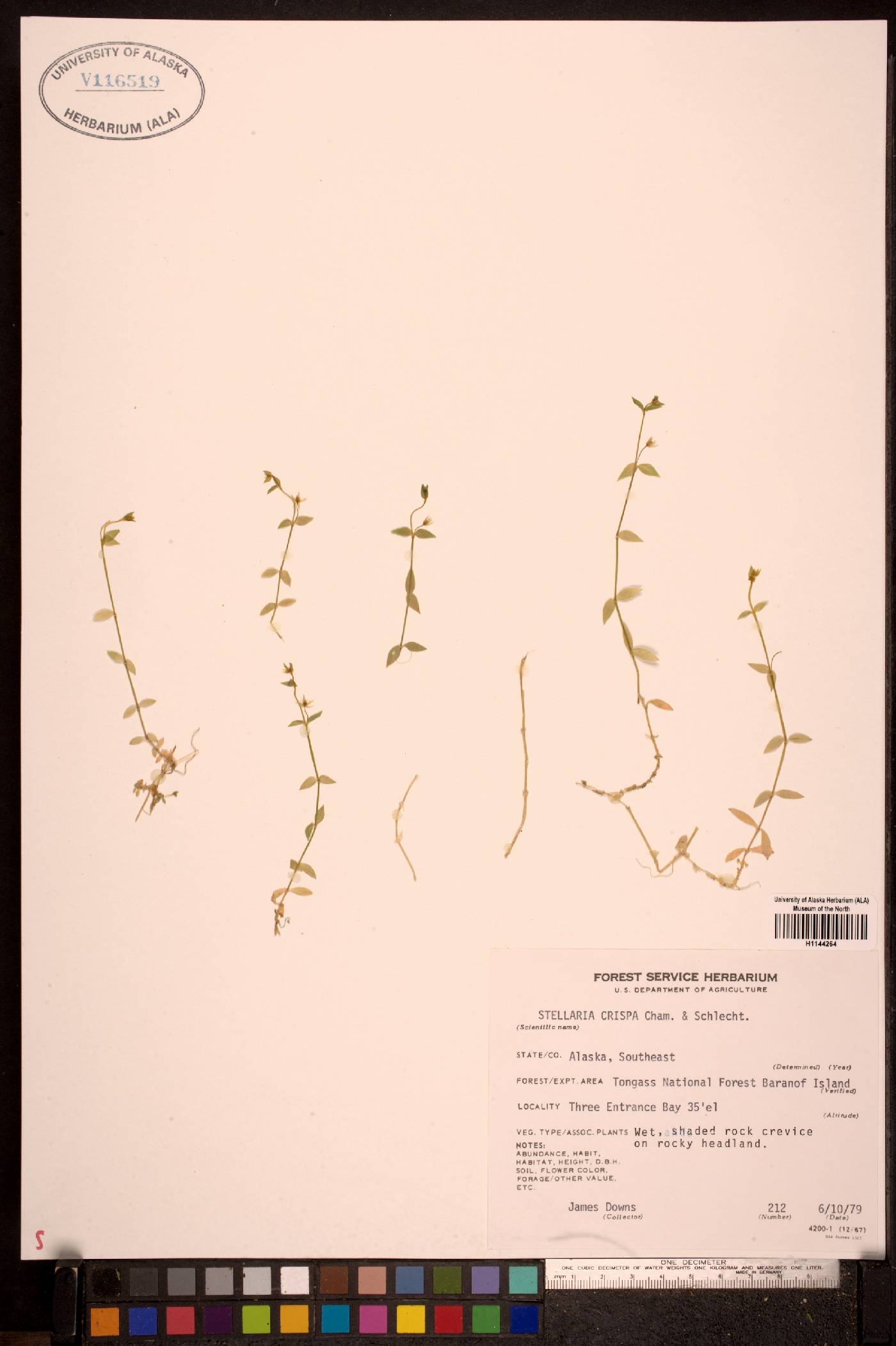 Stellaria crispa image