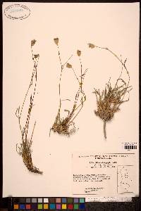 Silene stenophylla image