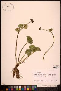 Caltha palustris subsp. asarifolia image