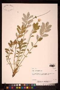 Potentilla pacifica image